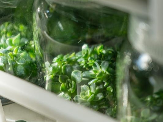 The Most Fragile Stage in Tissue Culture Is Not the Laboratory: Why Acclimatization Determines Commercial Success